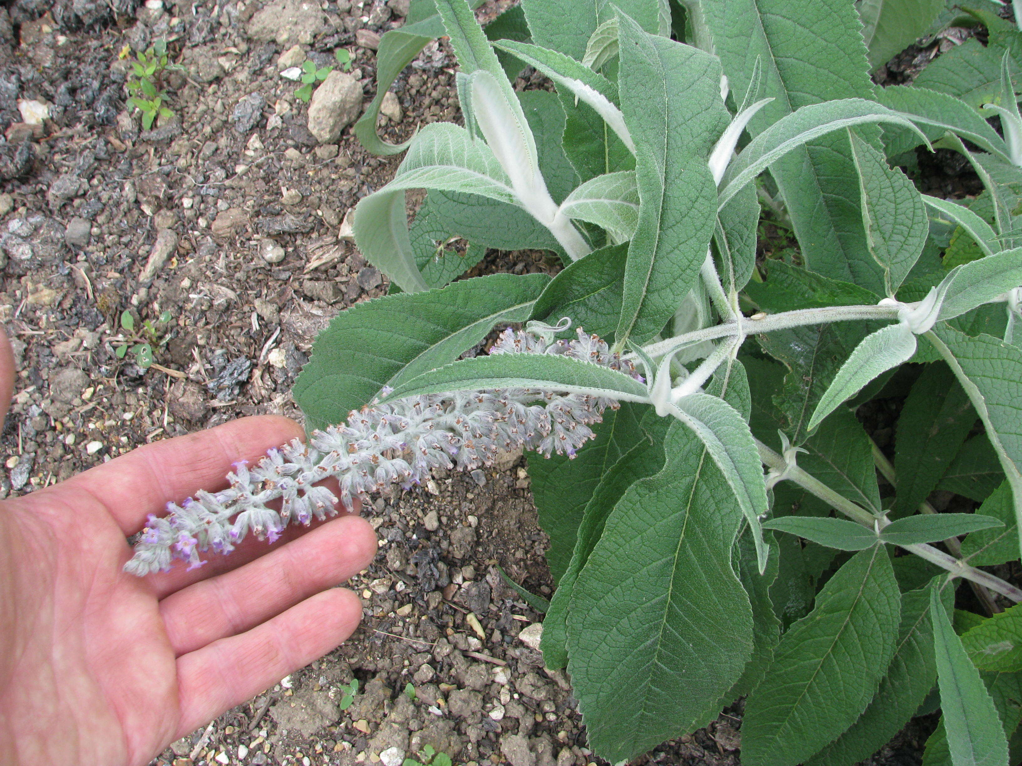 Image of Buddleja nivea Duthie