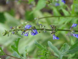 Image of desert indigo sage