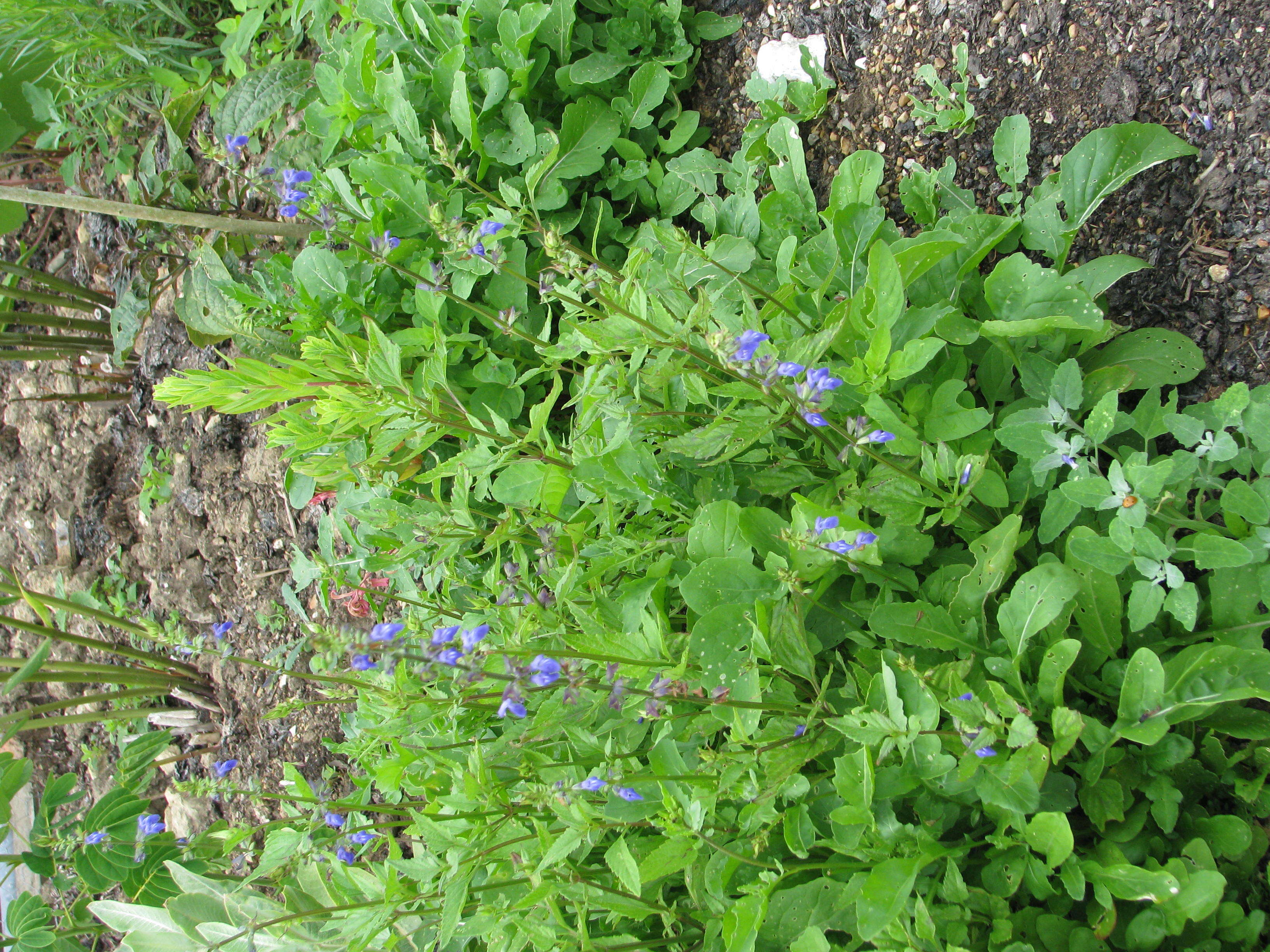 Image of desert indigo sage