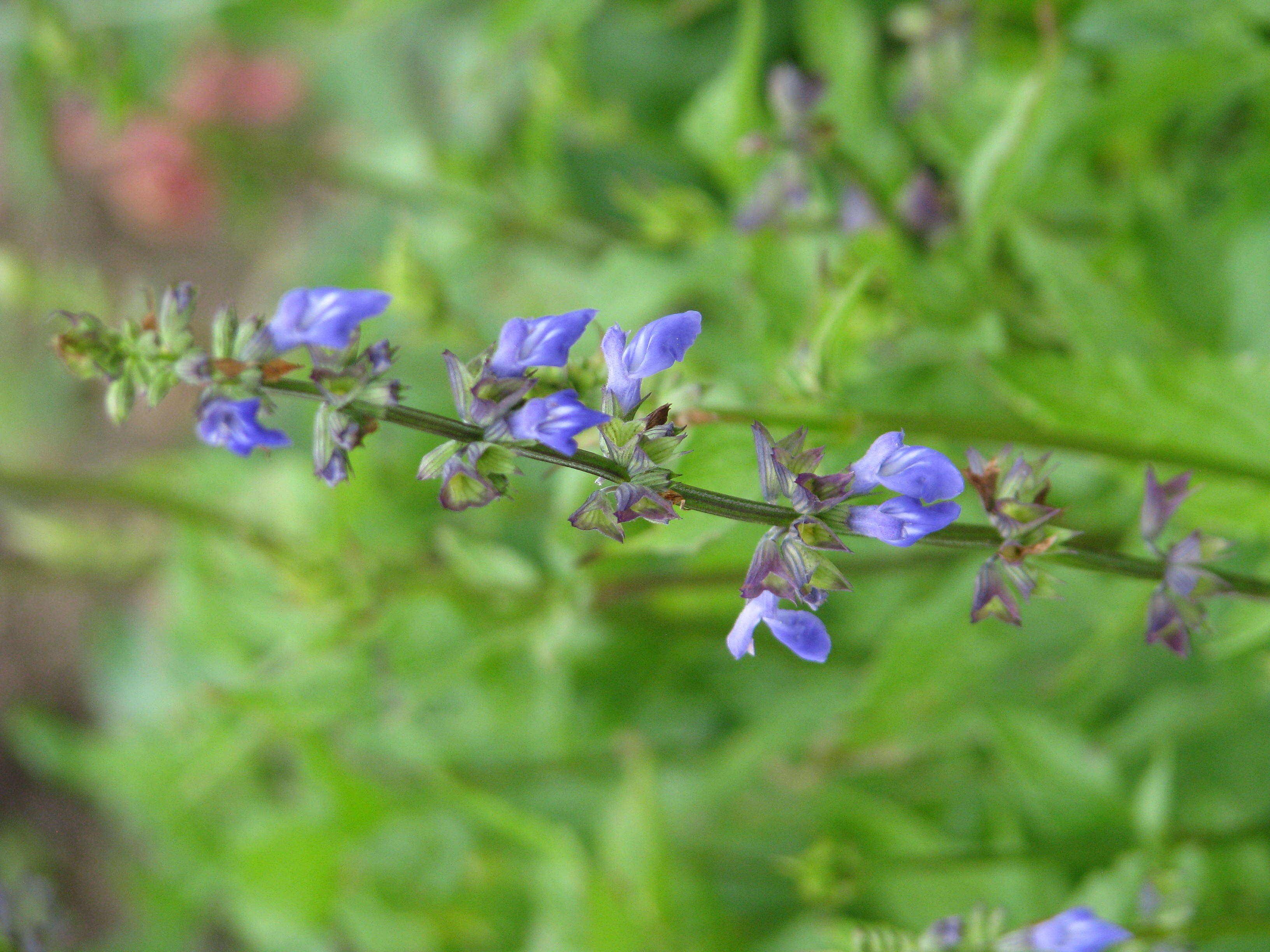 Image of desert indigo sage