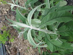 Image of Buddleja nivea Duthie