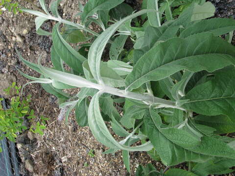 Sivun Buddleja nivea Duthie kuva