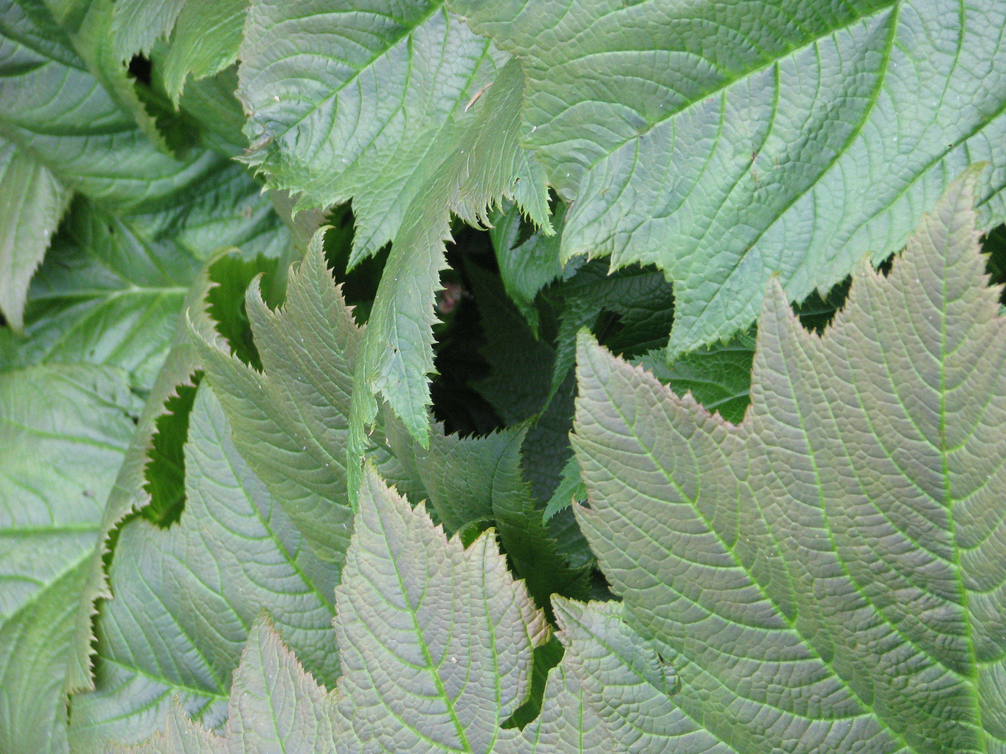 Image of Rodgersia podophylla A. Gray