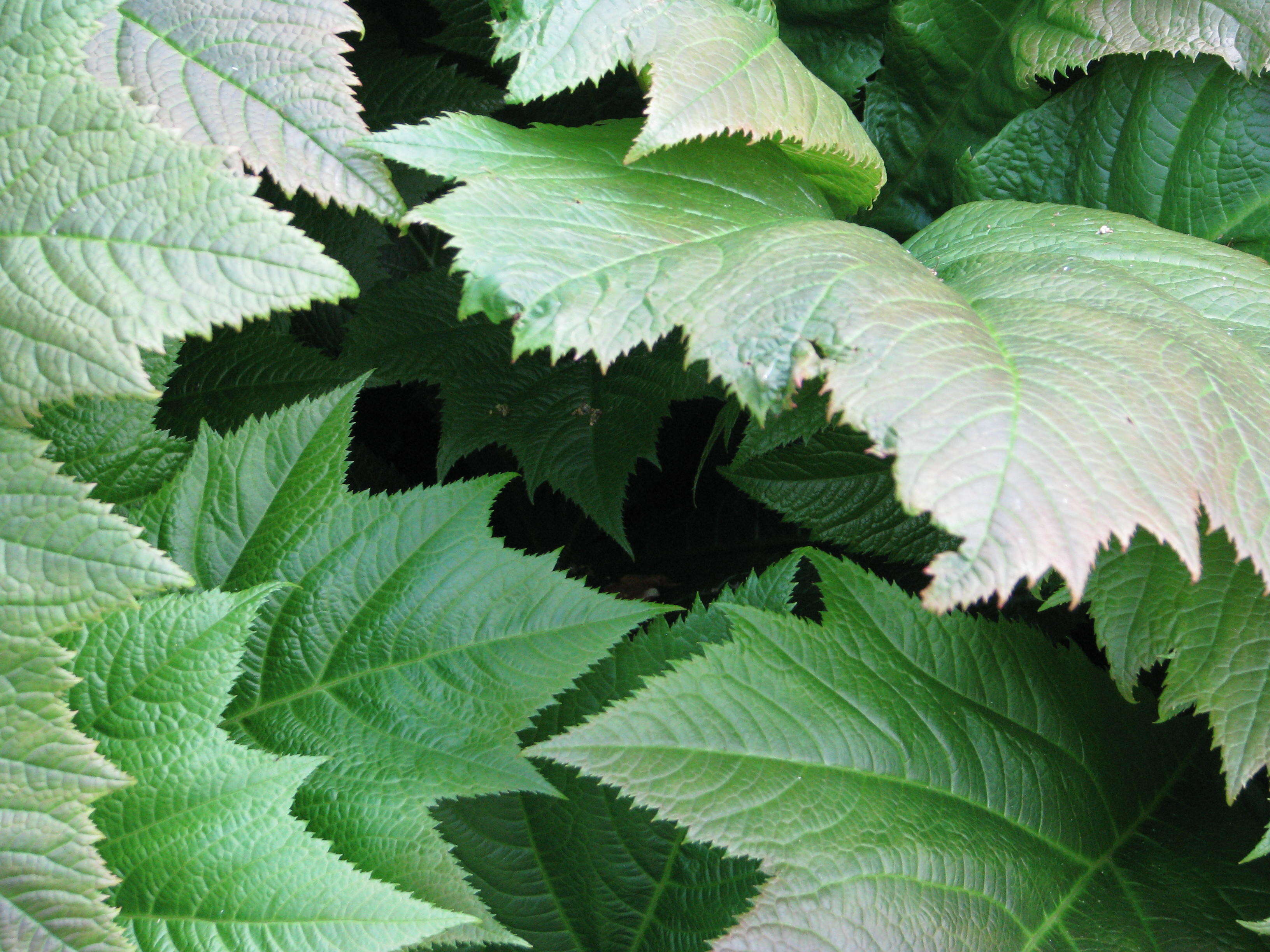 Image of Rodgersia podophylla A. Gray