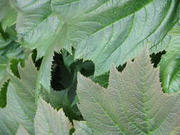 Image of Rodgersia podophylla A. Gray