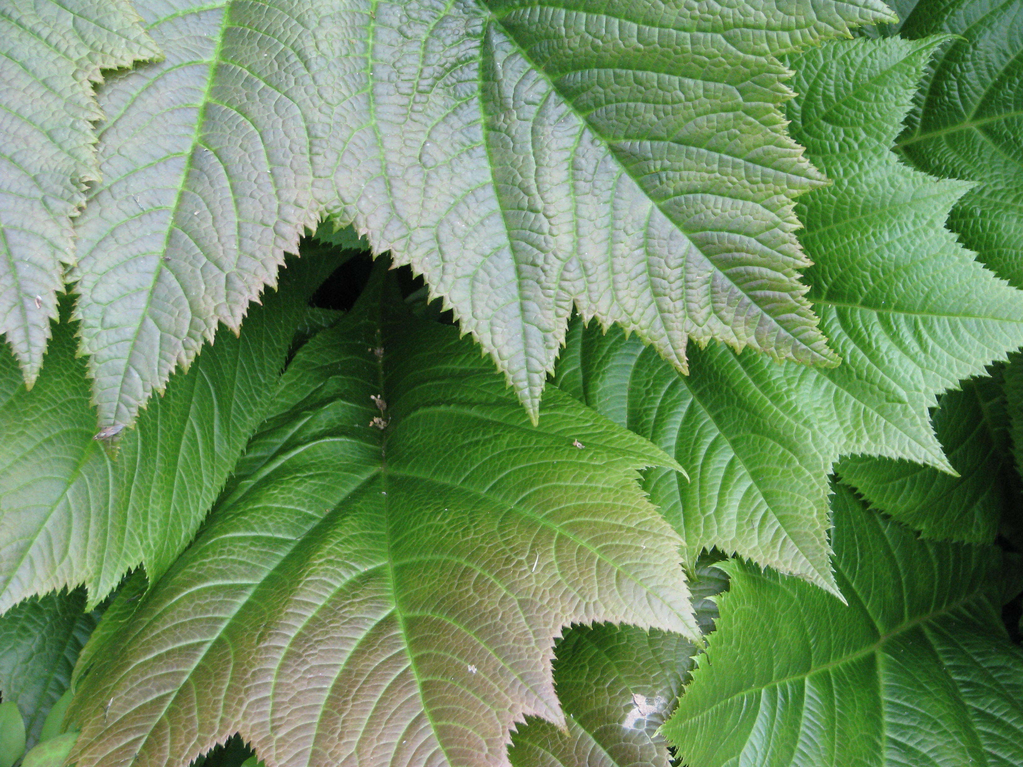 Image of Rodgersia podophylla A. Gray