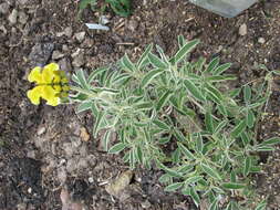 Image of shrubby Jerusalem sage