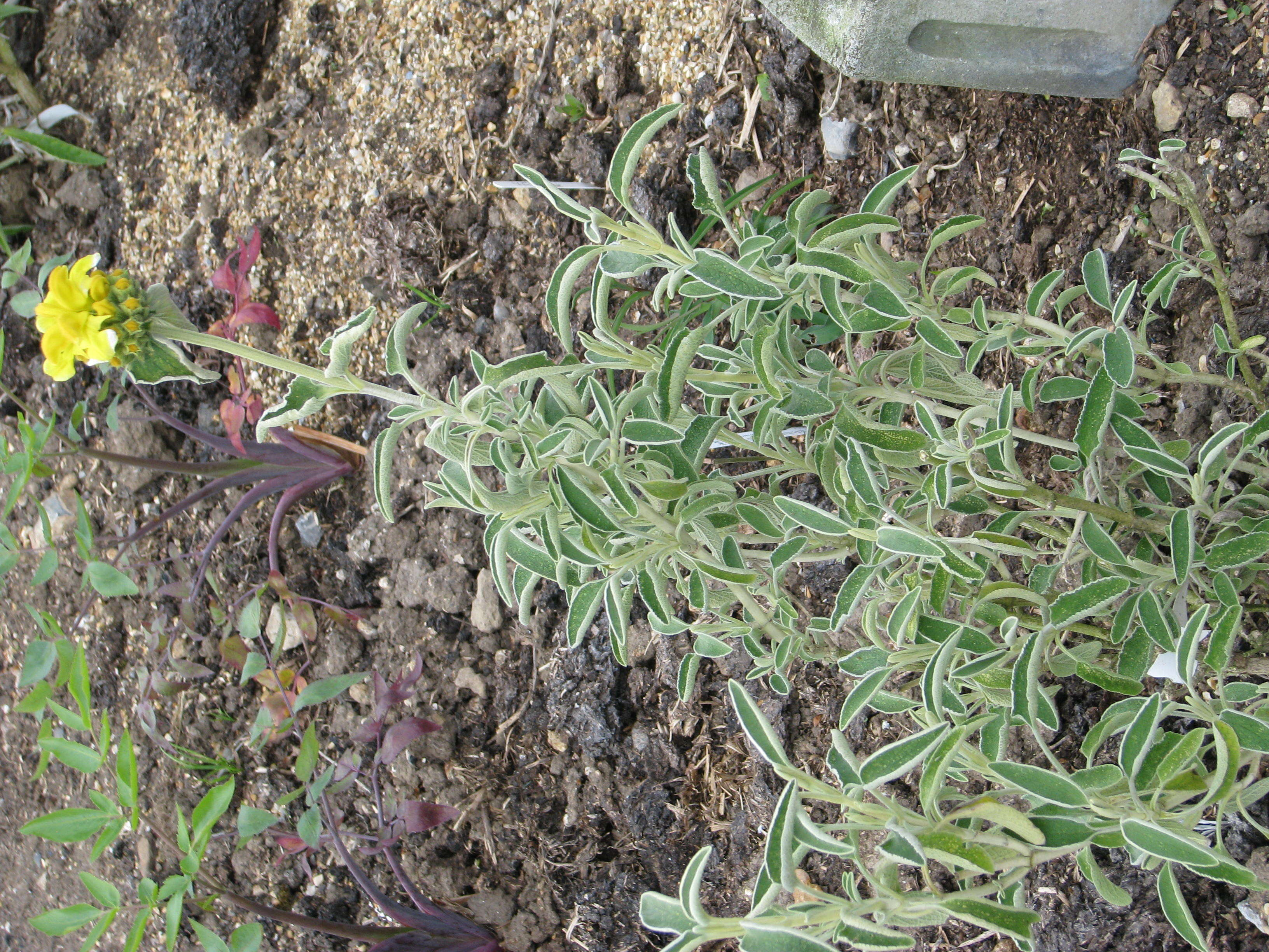 Image of shrubby Jerusalem sage