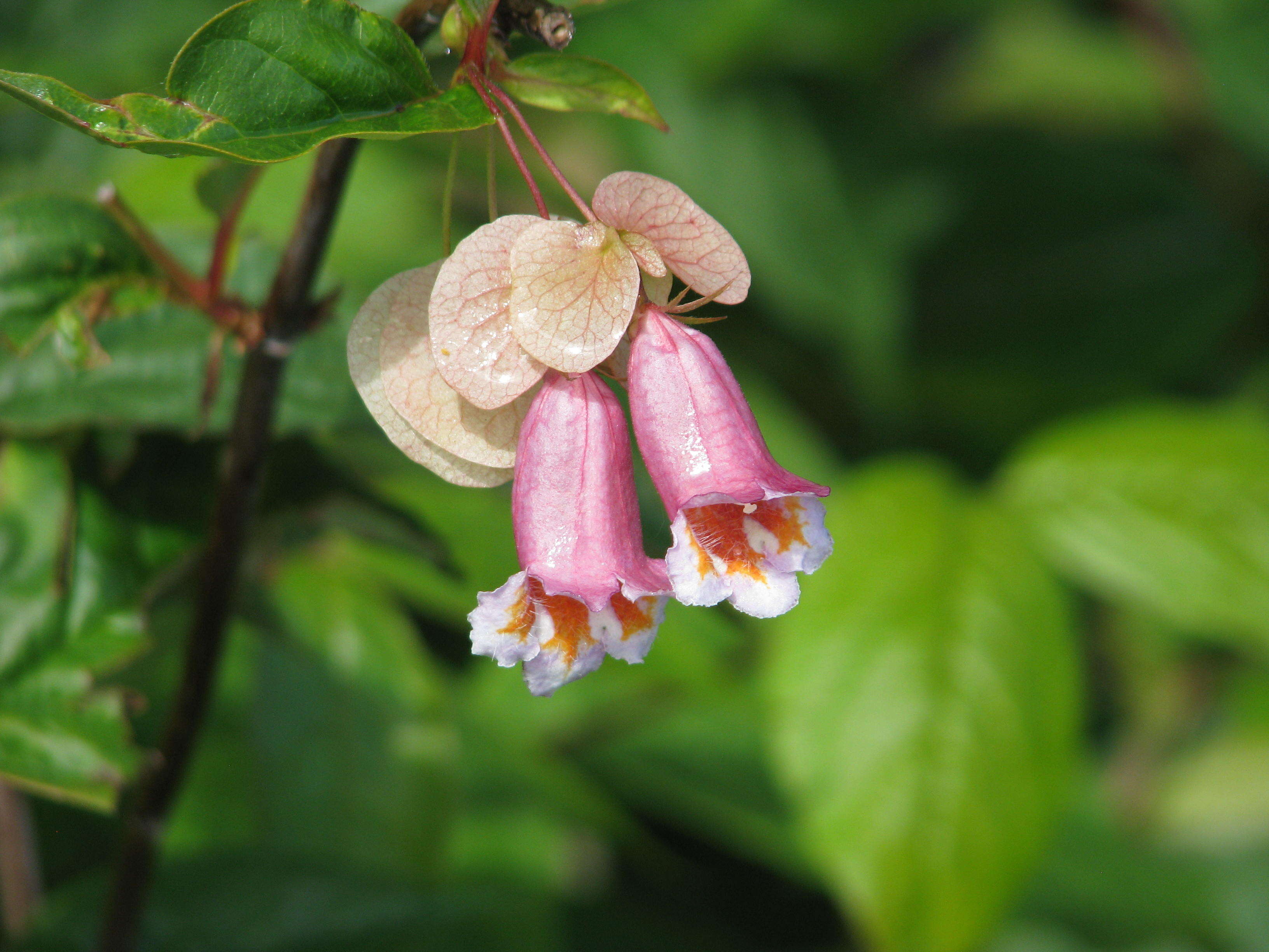 Imagem de Dipelta yunnanensis Franch.