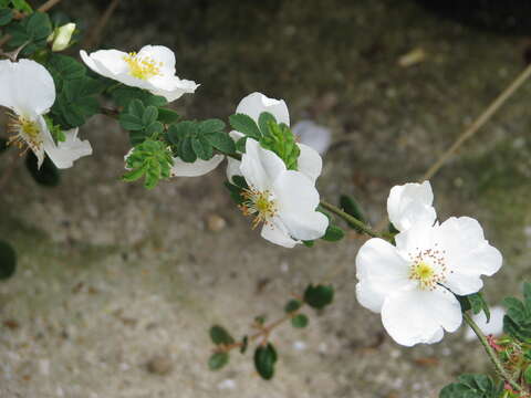 Rosa sericea Lindl. resmi