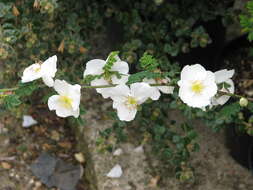 Rosa sericea Lindl. resmi