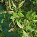 Image of Salix fargesii Burkill