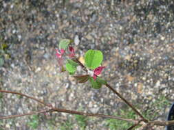 Image of Mallotus japonicus (L. fil.) Müll. Arg.