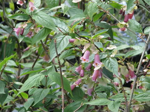 Imagem de Dipelta yunnanensis Franch.