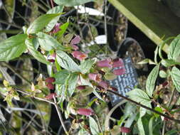 Imagem de Dipelta yunnanensis Franch.