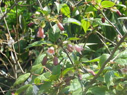 Imagem de Dipelta yunnanensis Franch.