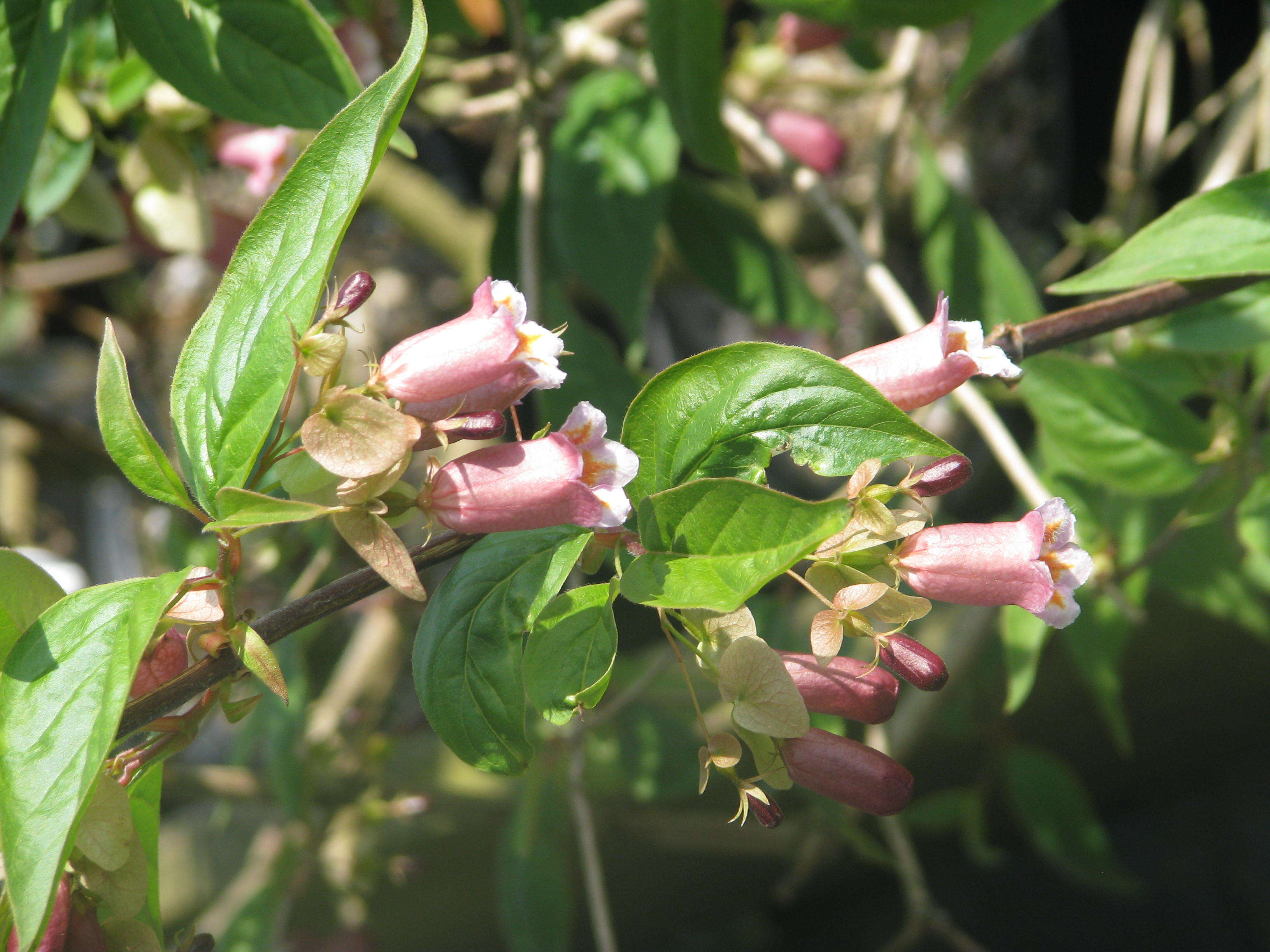 Imagem de Dipelta yunnanensis Franch.