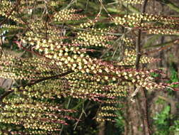 Image of Stachyurus praecox Sieb. & Zucc.