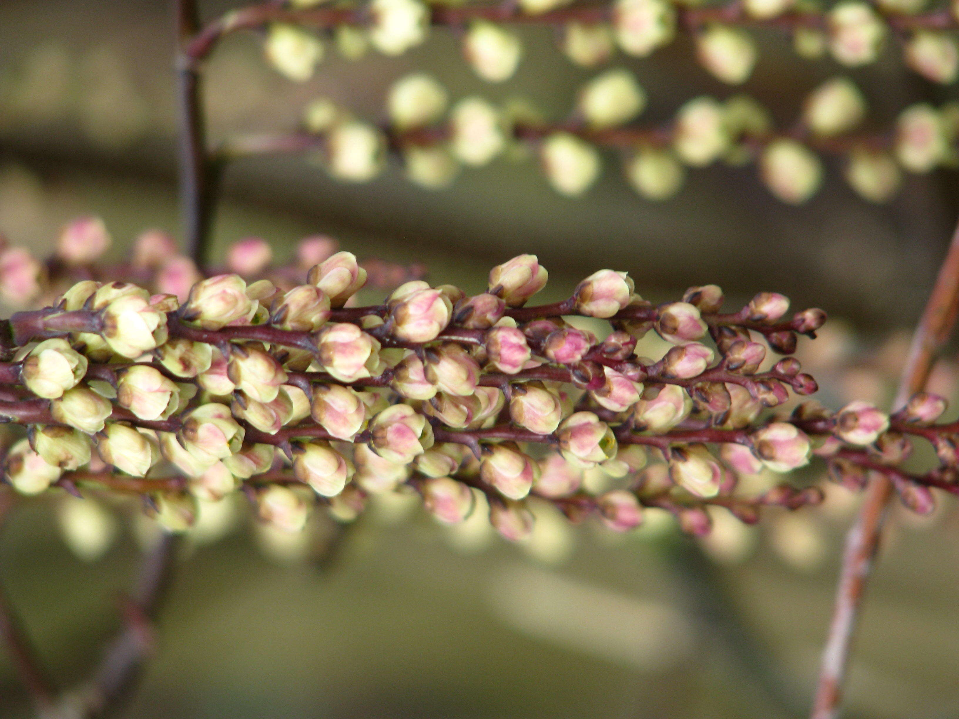 Image of Stachyurus praecox Sieb. & Zucc.