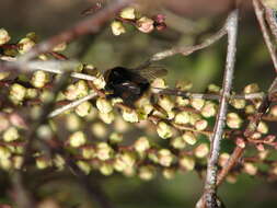 Image of Stachyurus praecox Sieb. & Zucc.