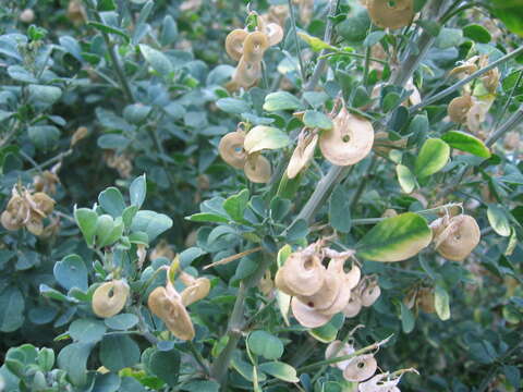 Image of moon trefoil