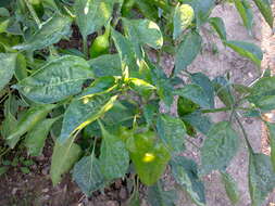 Image of cayenne pepper