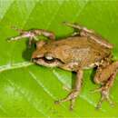 Imagem de Raorchestes honnametti Gururaja, Priti, Roshmi & Aravind 2016