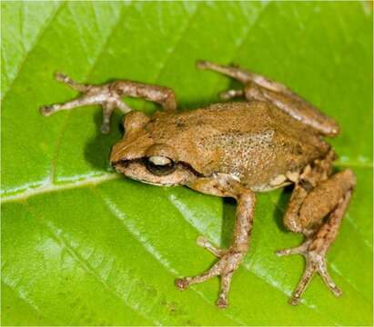 Imagem de Raorchestes honnametti Gururaja, Priti, Roshmi & Aravind 2016