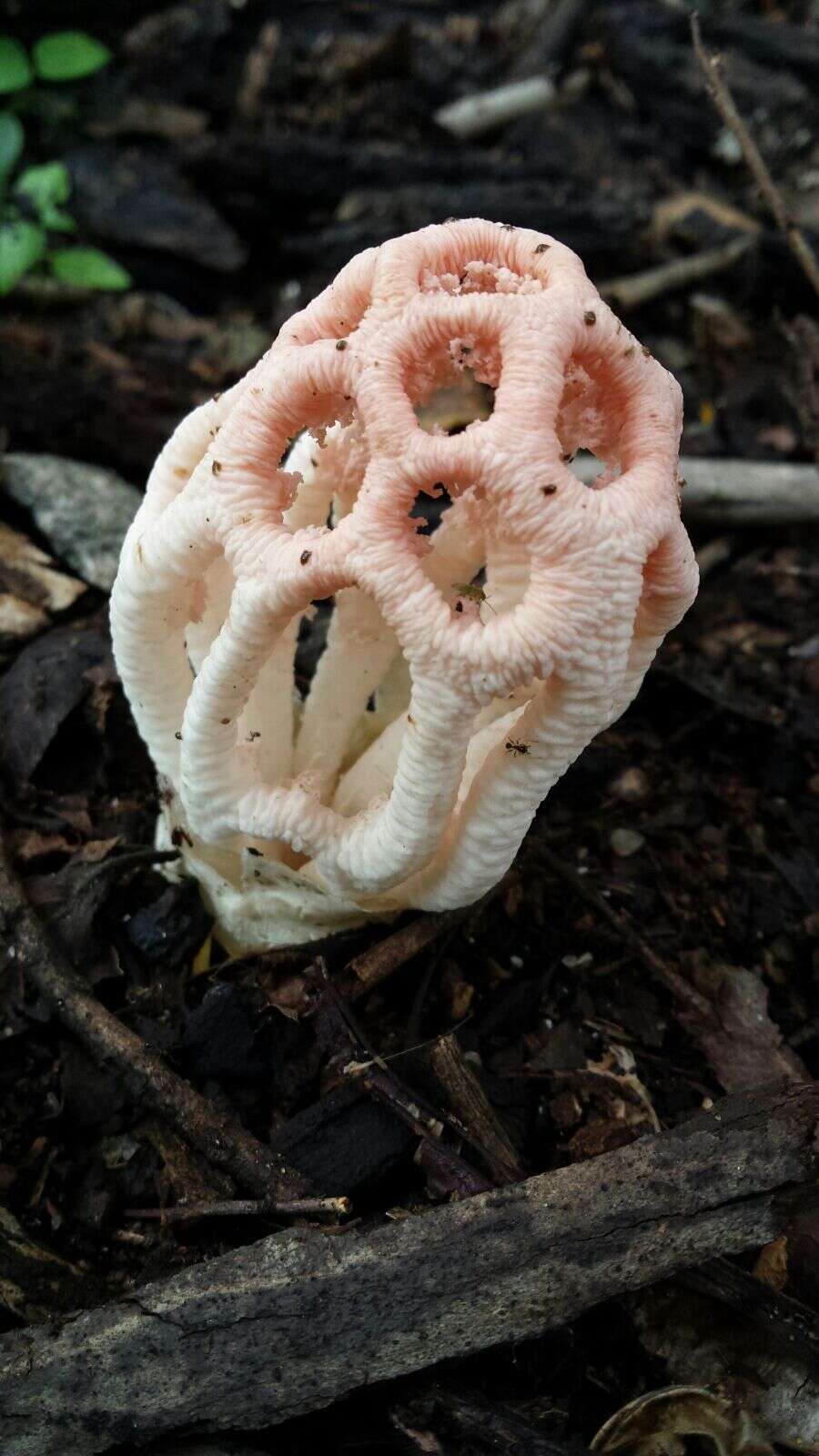 Image of Clathrus transvaalensis Eicker & D. A. Reid 1990