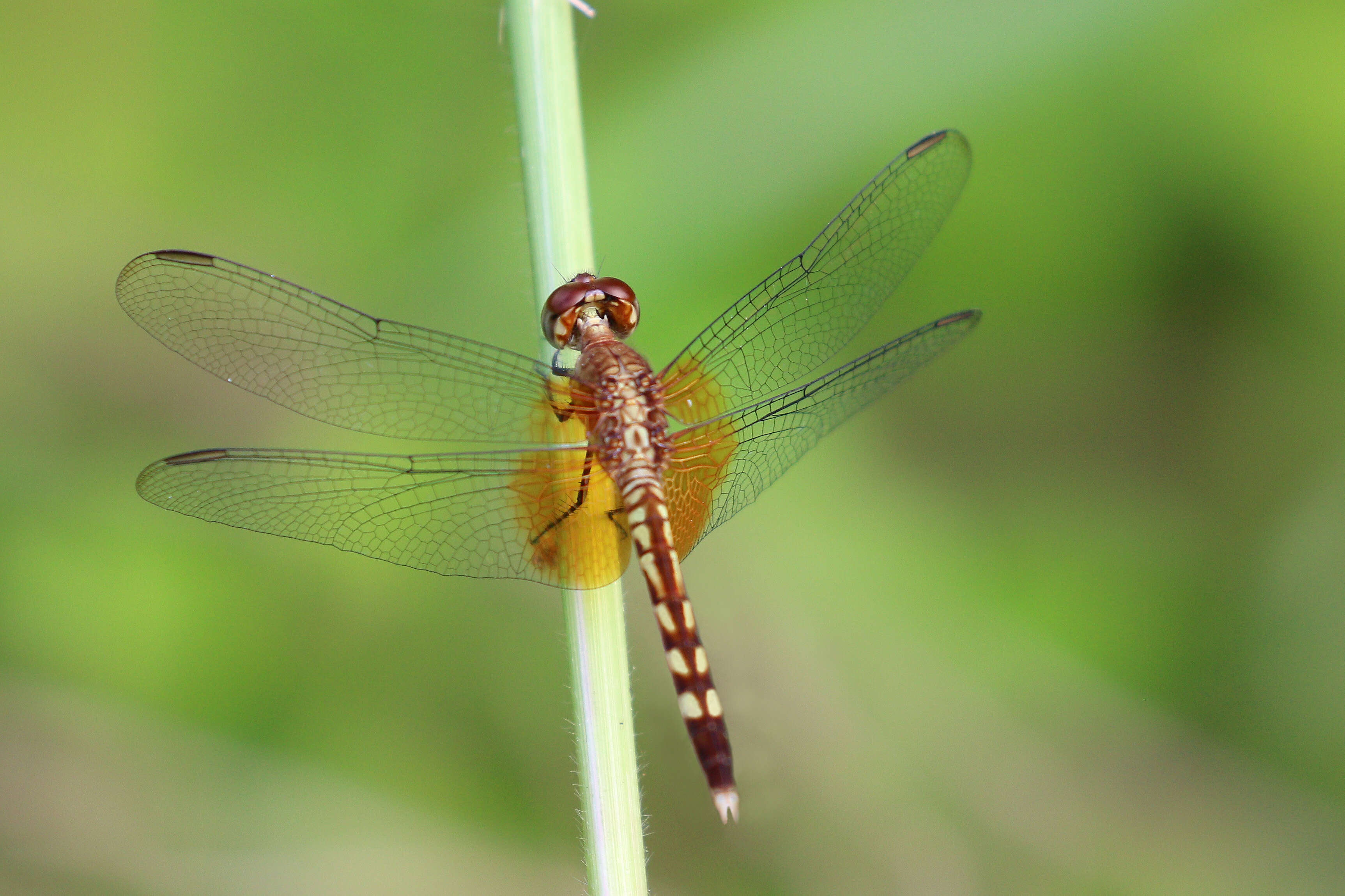 Image of Red-mantled Dragonlet