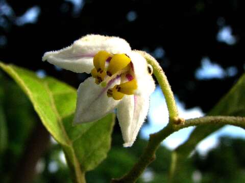 صورة Solanum sandwicense Hook. & Arn.