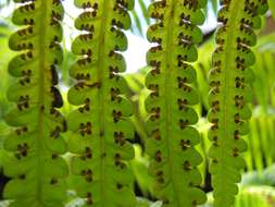 Image de Cibotium menziesii Hook.