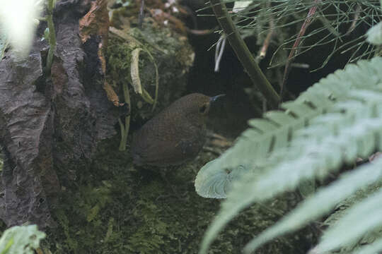 Image of Pygmy Cupwing