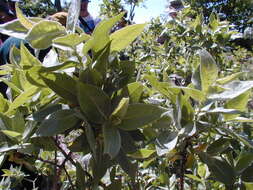 Image of heartleaf willow