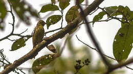 Image de Serin du Tibet