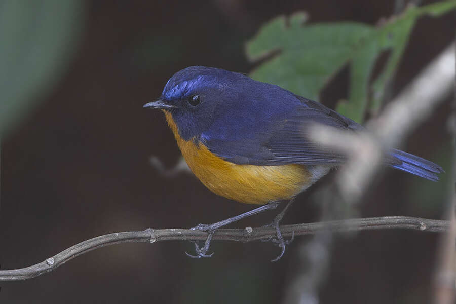 Image de Robin à ventre roux