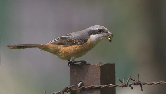 Image of Grey-backed Shrike