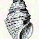 Image de Maoritomella multiplex (Webster 1906)
