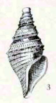 Image of Maoritomella multiplex (Webster 1906)