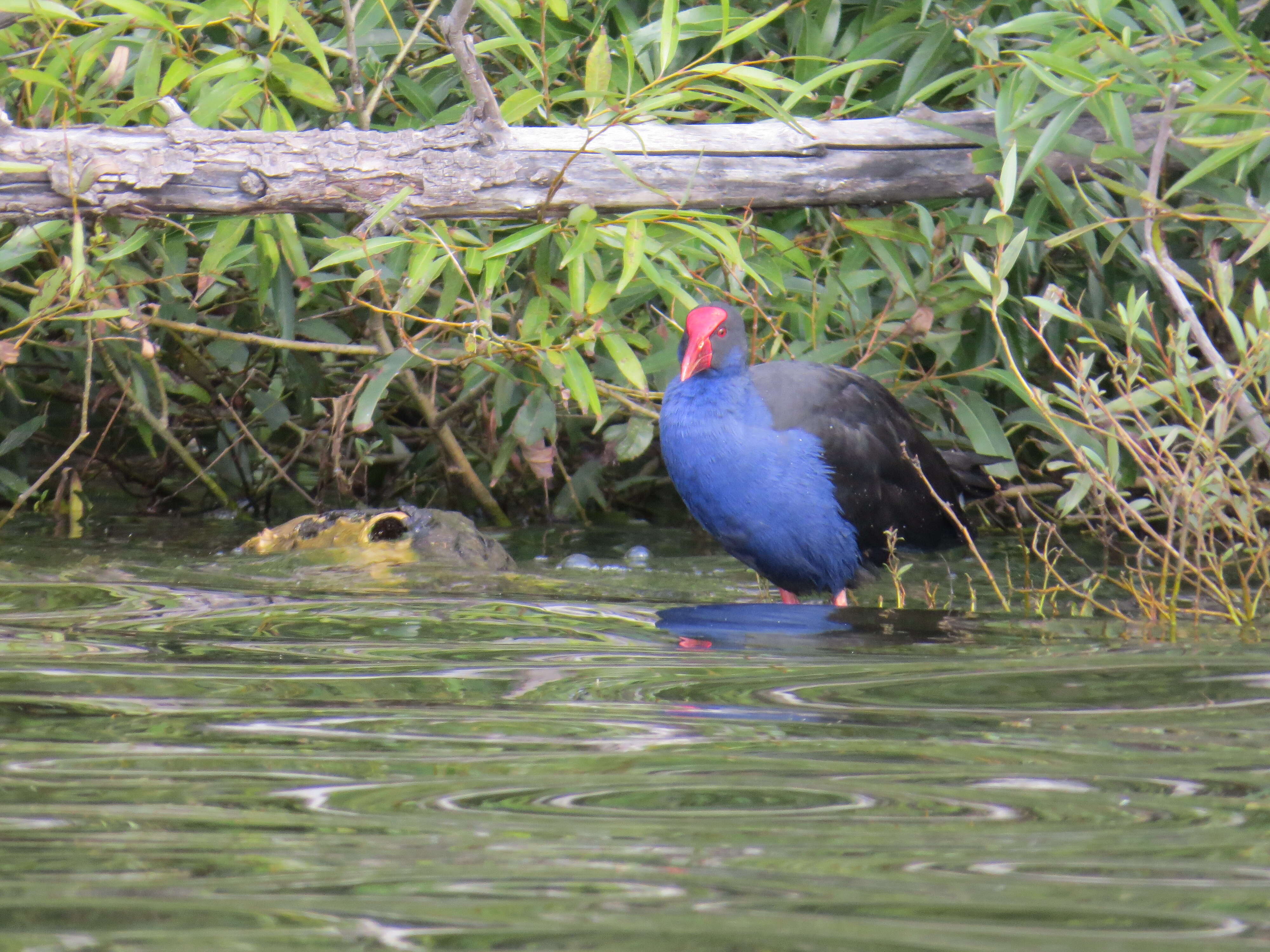 Image of Australasian Swamphen