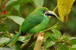 Image of Greyish-throated Toucanet