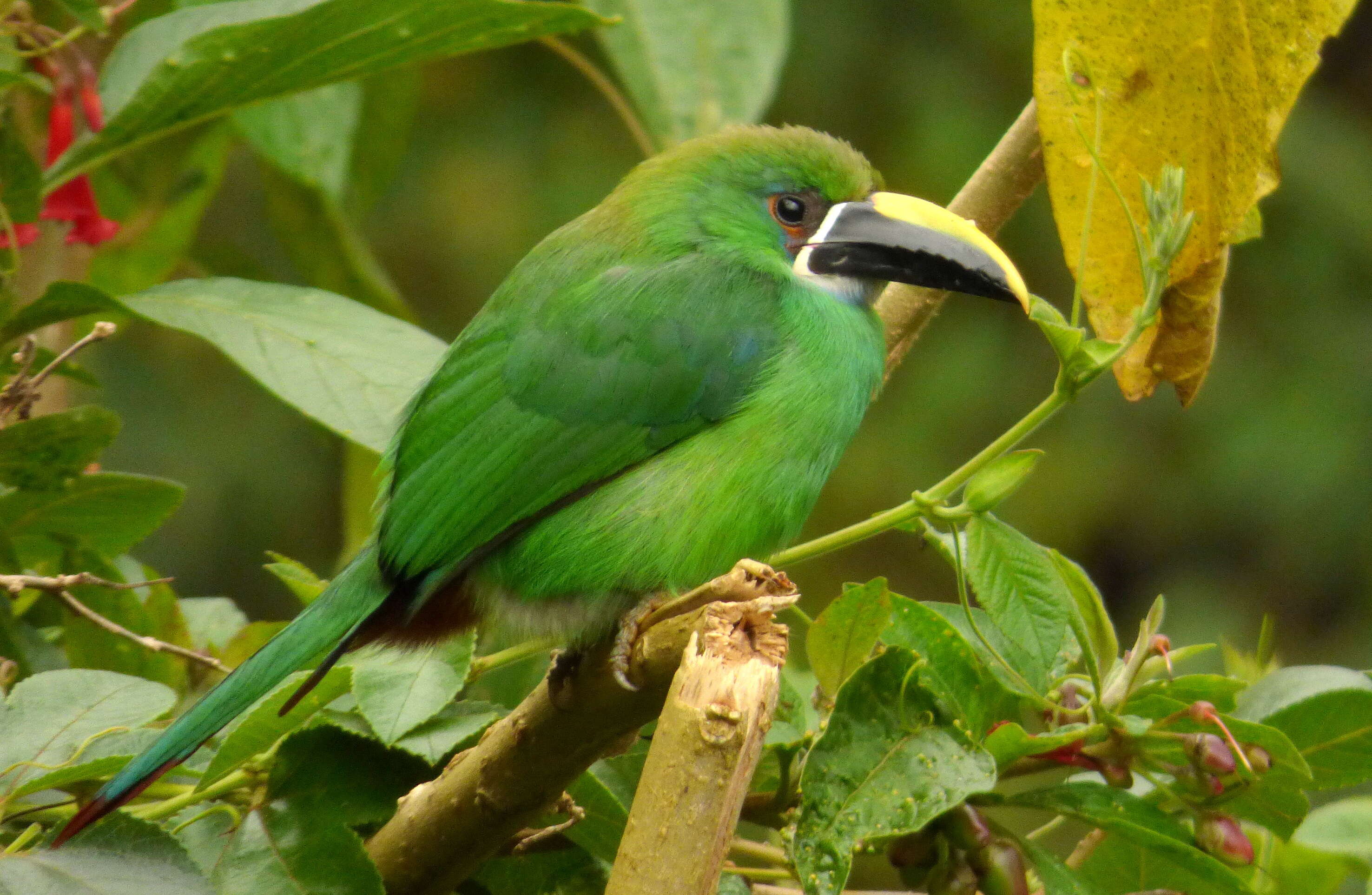 Image of Greyish-throated Toucanet