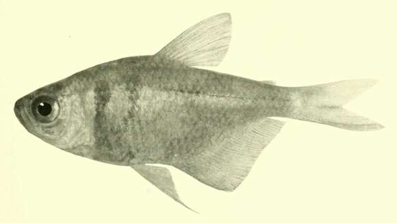 Image of Tetra