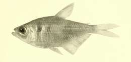 Image of Tetra