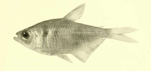 Image of Tetra