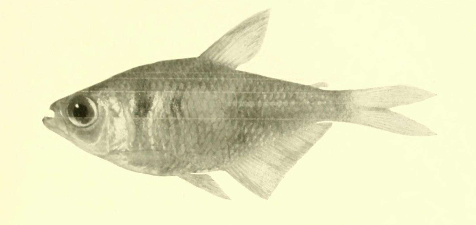 Image of Tetra