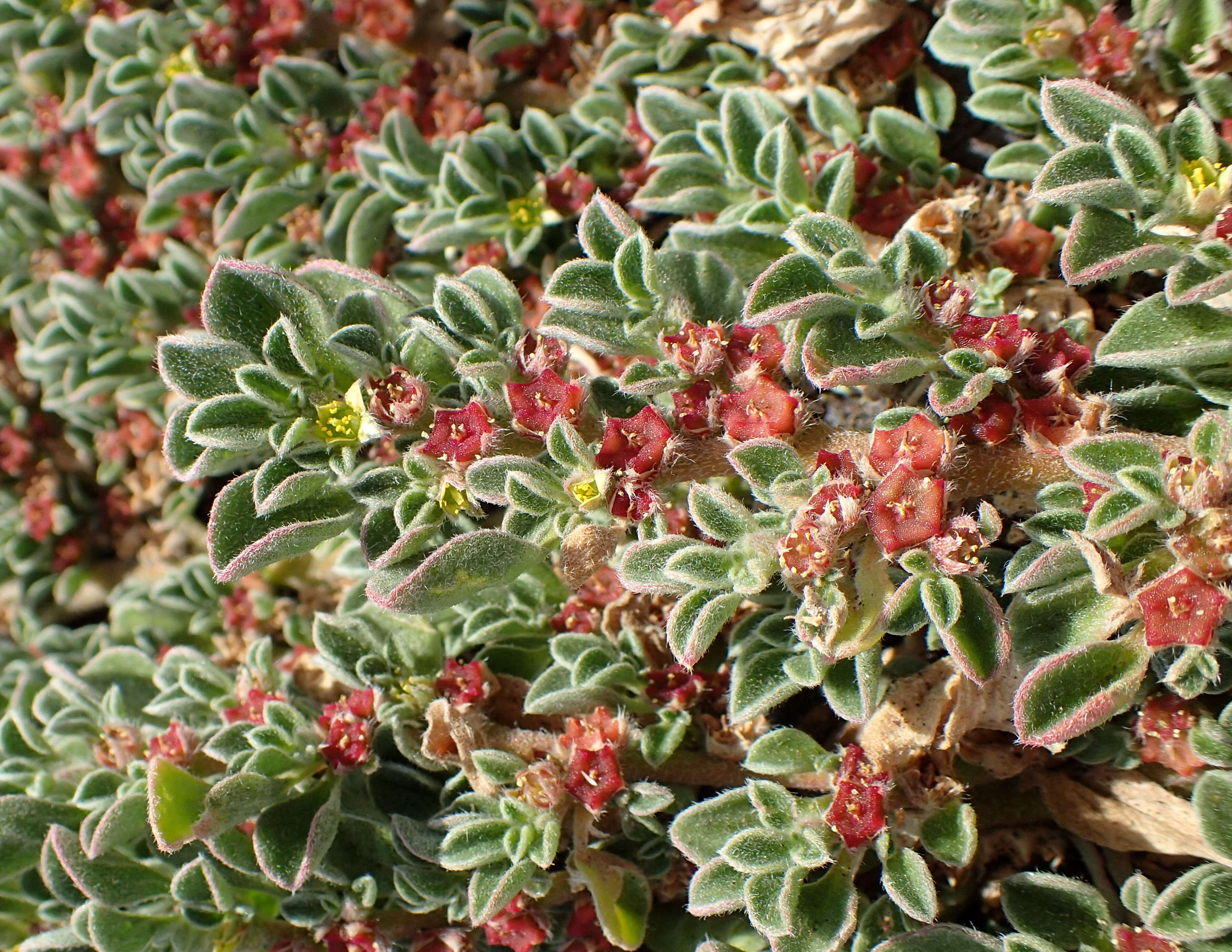 Image of Purslane-leaved aizoon