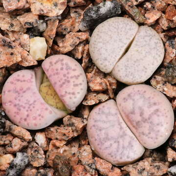 Image of Lithops francisci (Dinter & Schwant.) N. E. Br.