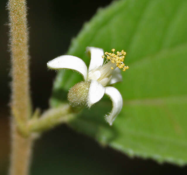 Image of Grewia hirsuta Vahl