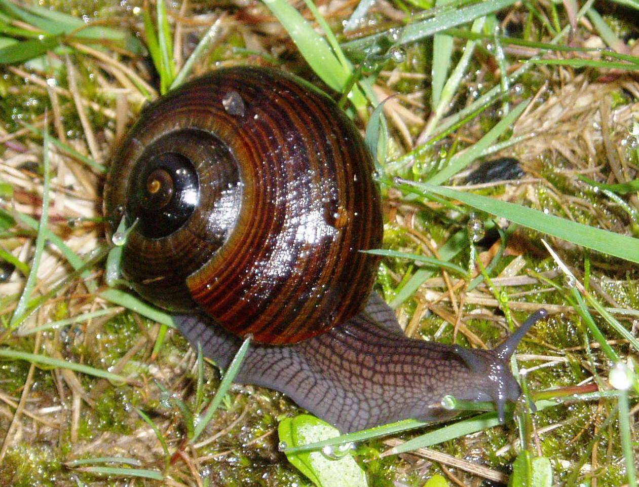 Image of Powelliphanta lignaria (Hutton 1888)